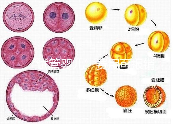 “試管嬰兒”費用可報銷！11月1日起，患者可在柳人醫(yī)享受新政迎“好孕”