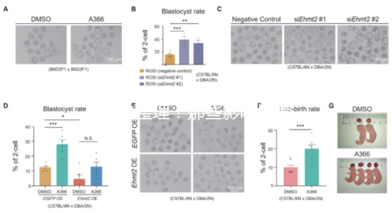 吐血整理！那些影響試管嬰兒成功率的因素