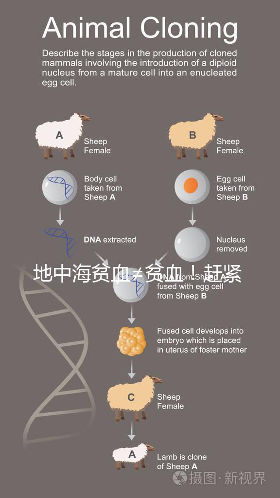地中海貧血≠貧血！趕緊來看看地貧和貧血有什么區(qū)別