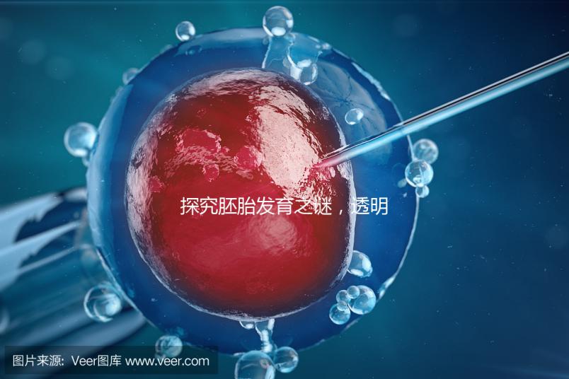 探究胚胎發(fā)育之謎，透明帶出現(xiàn)和消失時(shí)間有規(guī)律