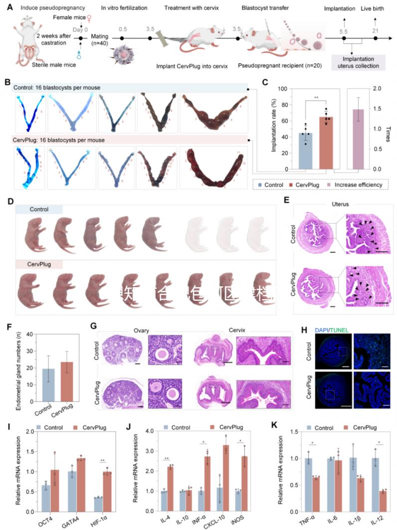 想知道合肥包河區建檔流程戳進來，一文說清要不要結婚證