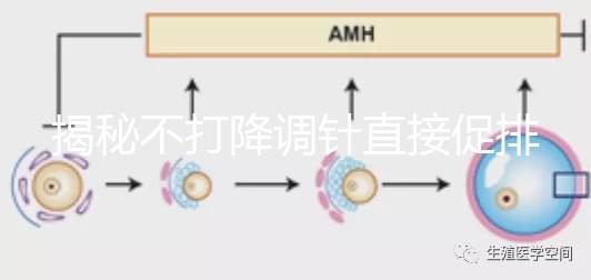 揭秘不打降調針直接促排的影響，是否妨礙懷孕一目了然