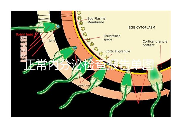 正常內分泌檢查報告單圖片大全，一分鐘弄懂檢測結果怎么看
