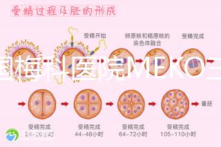 泰國梅科醫院MEKO三代試管嬰兒，不靠中介翻譯安心好孕