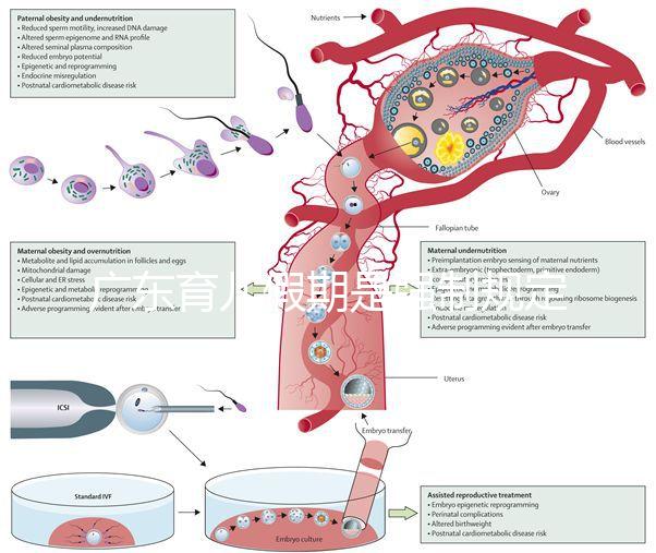 廣東育兒假期是強制規定！深圳包不包括雙休日這均有答復