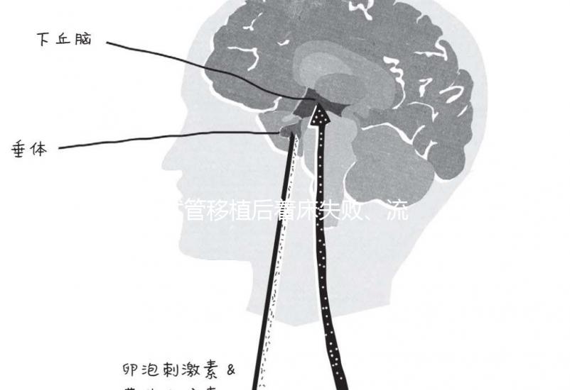 試管移植后著床失敗、流產(chǎn)？可能是“封閉抗體”出了問題