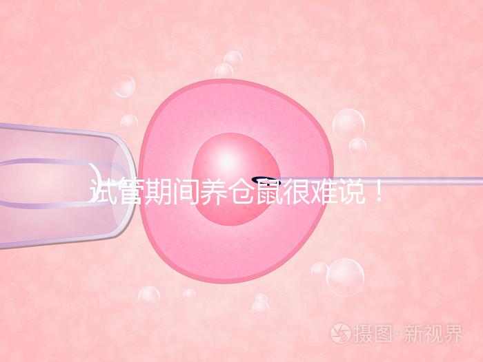 試管期間養(yǎng)倉鼠很難說！先了解對胎兒的影響再決定！