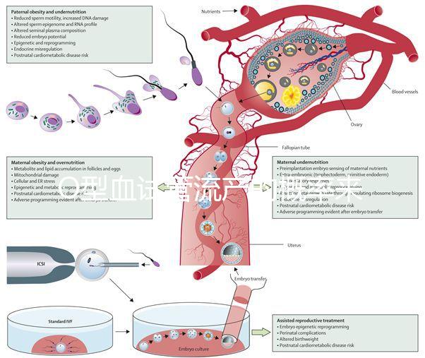 O型血試管流產(chǎn)的概率來了，不知道該怎么辦