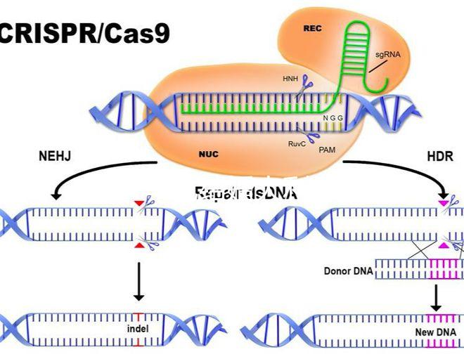 2024年龍結(jié)婚大利月的好答案在這里，想結(jié)婚